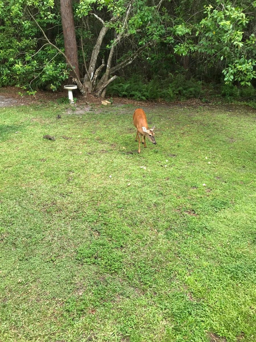 NARCOOSSEE NEW MAP - Land