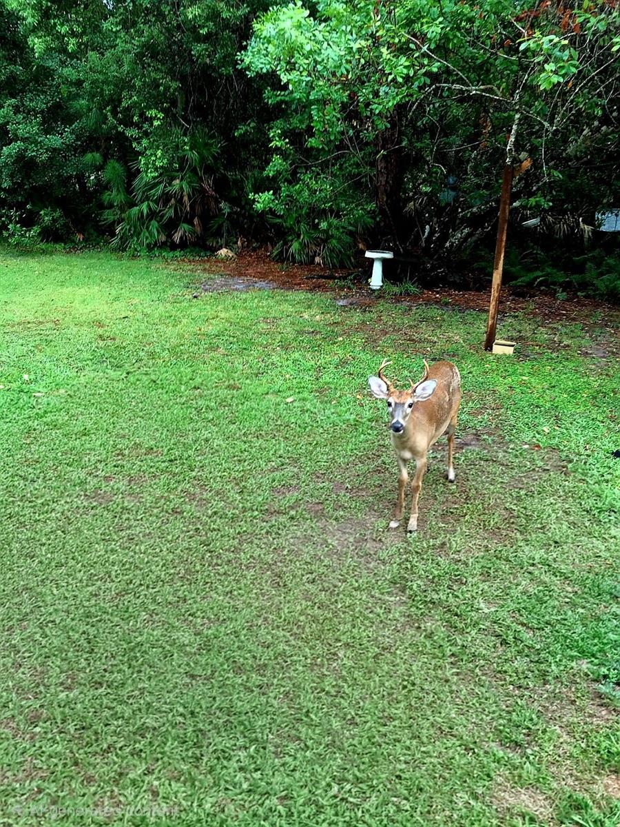 NARCOOSSEE NEW MAP - Land