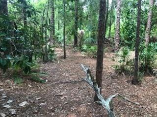 NARCOOSSEE NEW MAP - Land