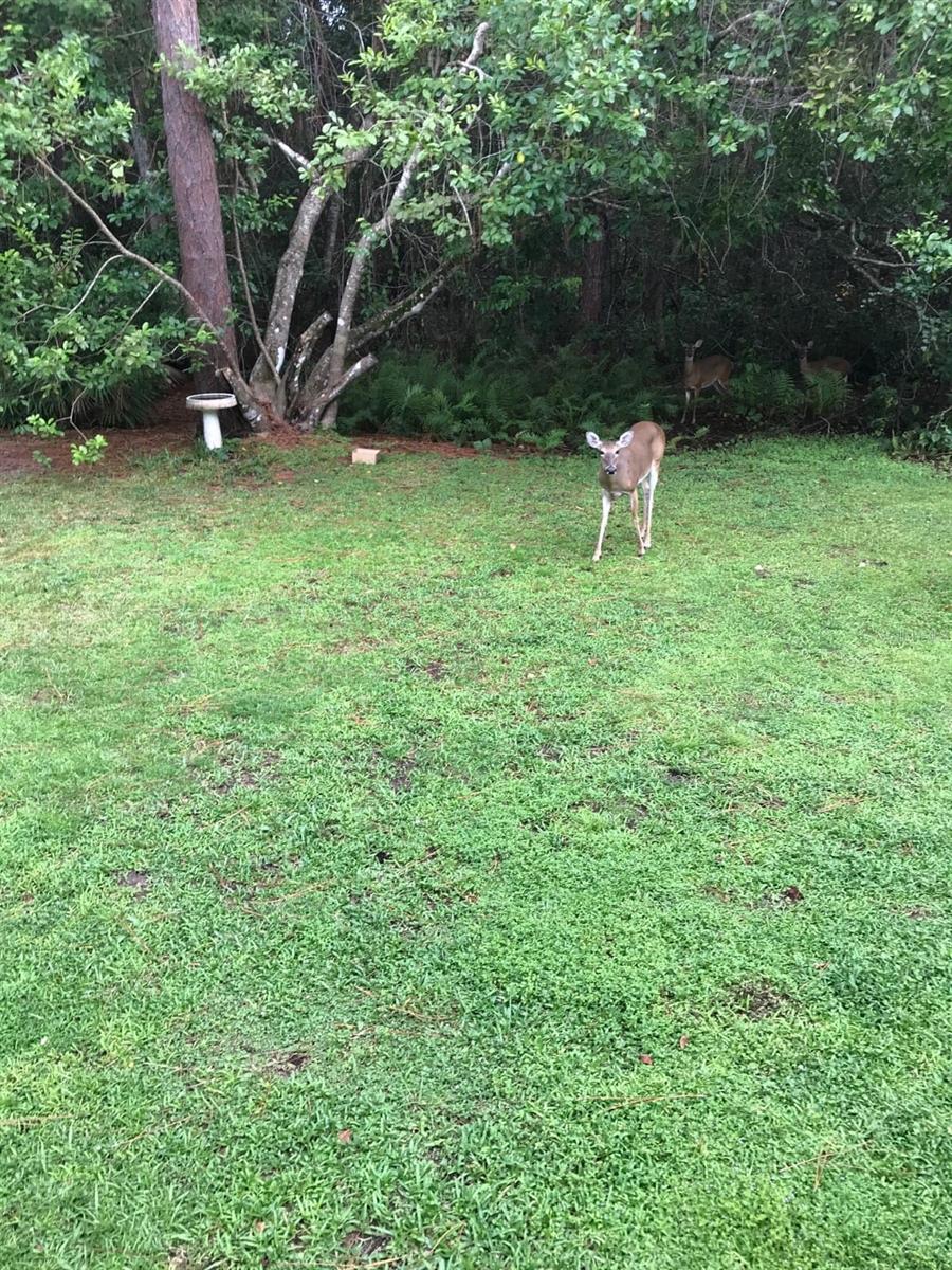 NARCOOSSEE NEW MAP - Land