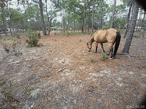 Tiny photo for 4295 N Bridger Drive, Beverly Hills, FL 34465 (MLS # TB8465431)