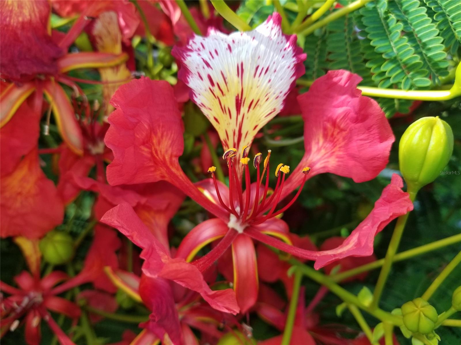 Florida Shores Un 25 Rev - Residential