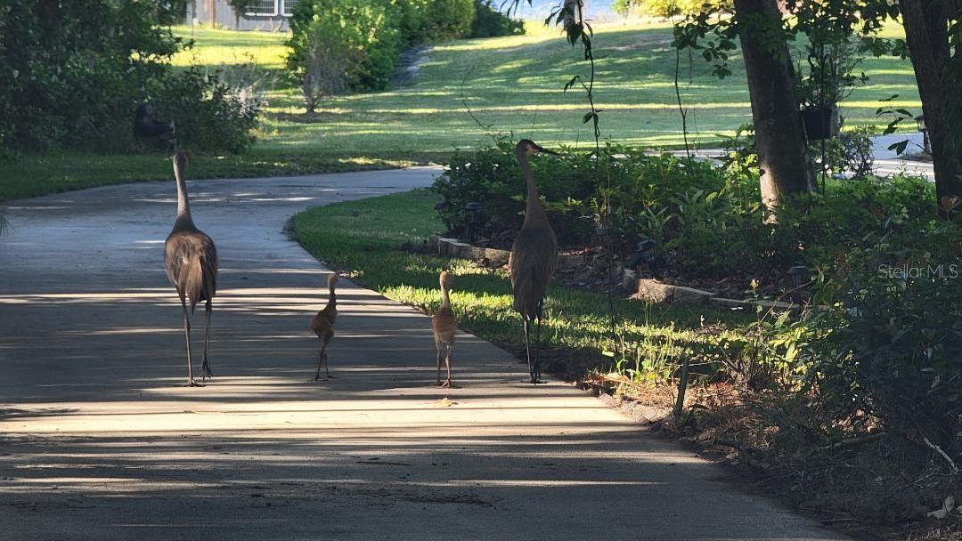 SOUTH SHORE OAKS REP - Land