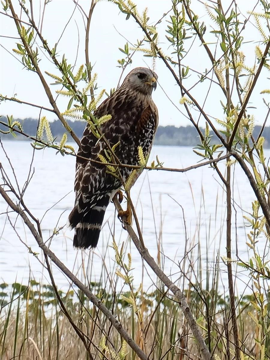 SOUTH SHORE OAKS REP - Land