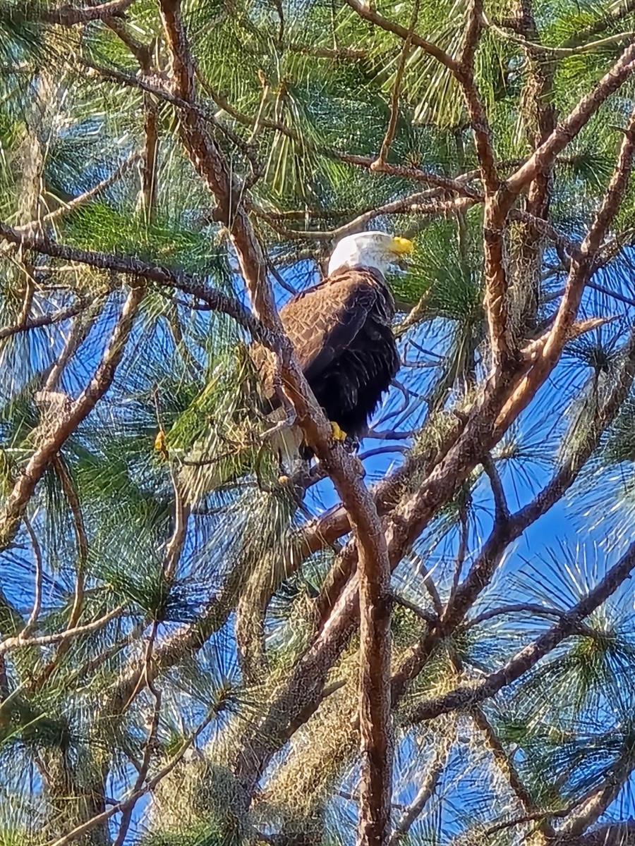 SOUTH SHORE OAKS REP - Land