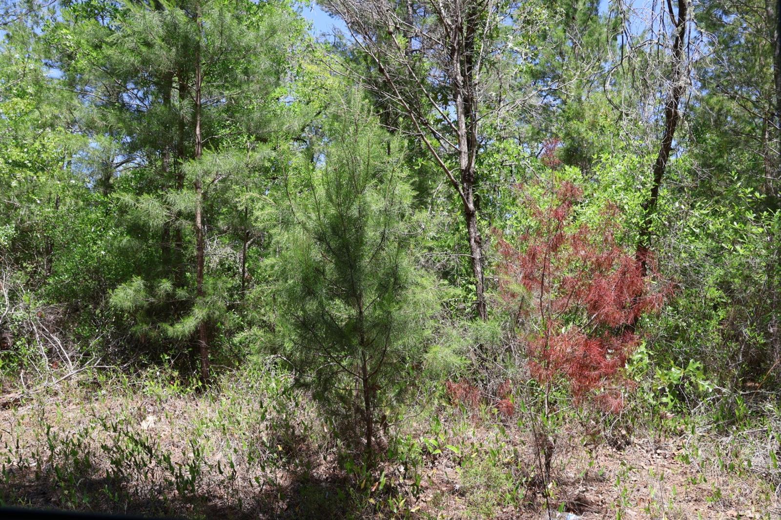 FLORIDA HIGHLANDS - Land