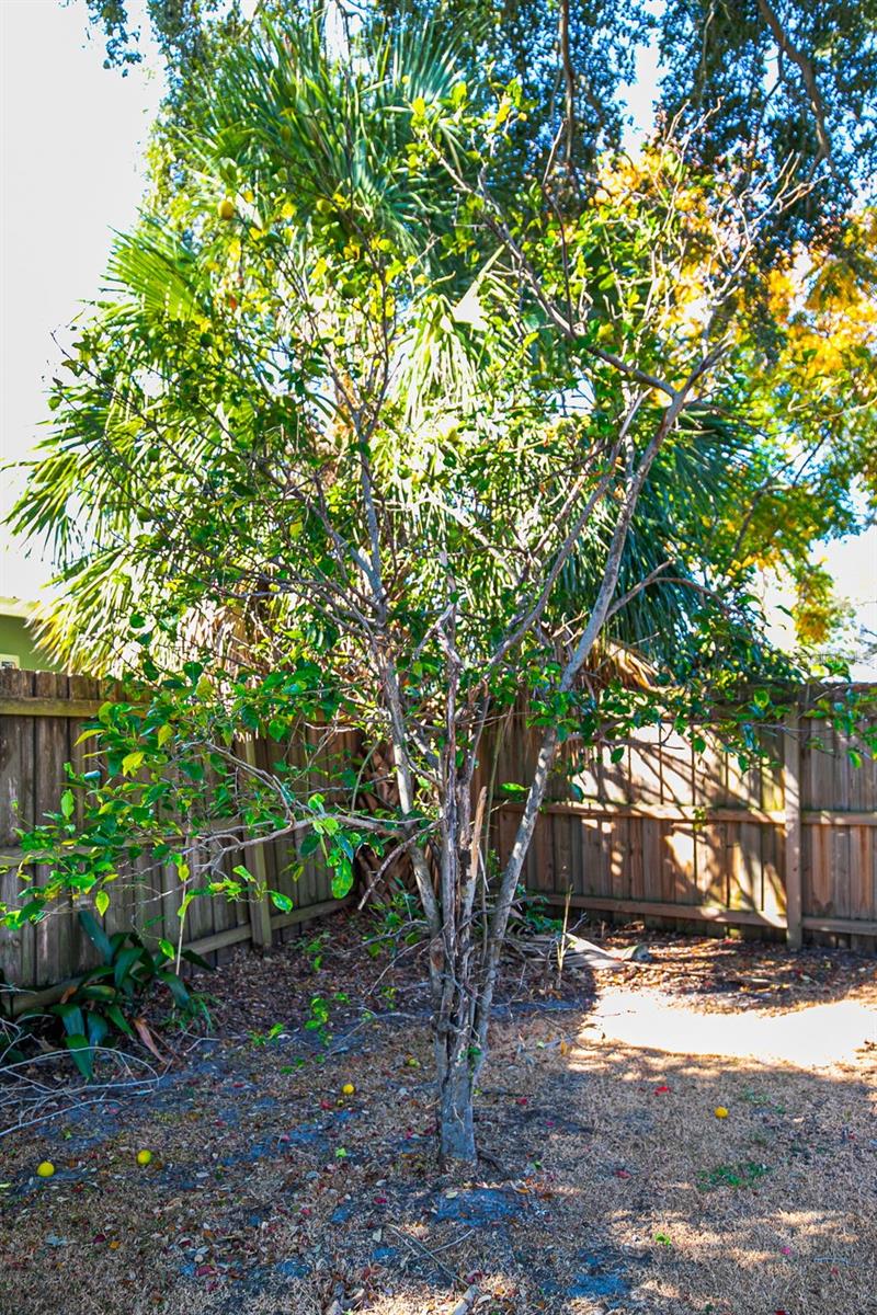 ORANGE PARK - Residential