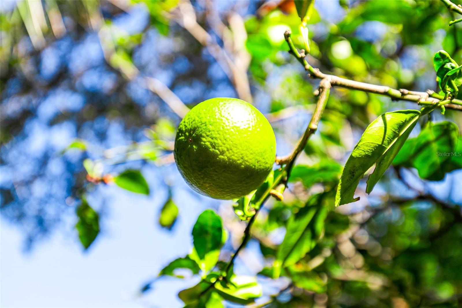 ORANGE PARK - Residential