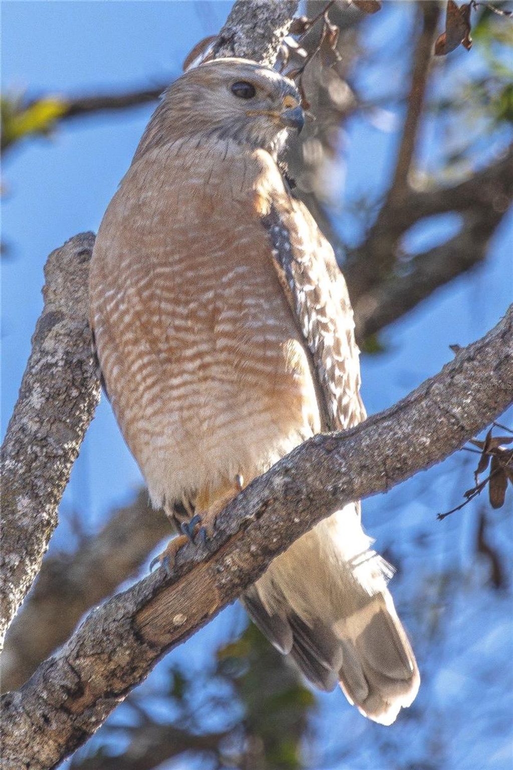 Photo of 4539 Cobb Road, Land O Lakes, FL 34638 (MLS # TB8466069)