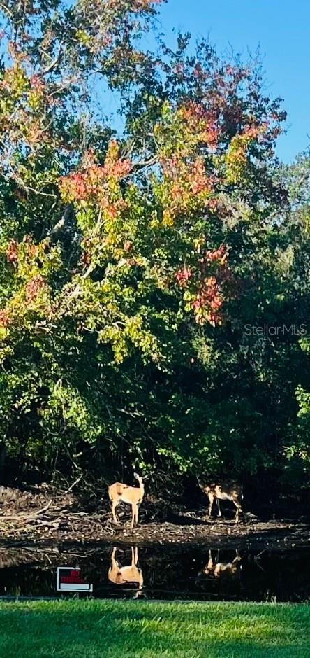 LONG HAMMOCK PH 01 - Land