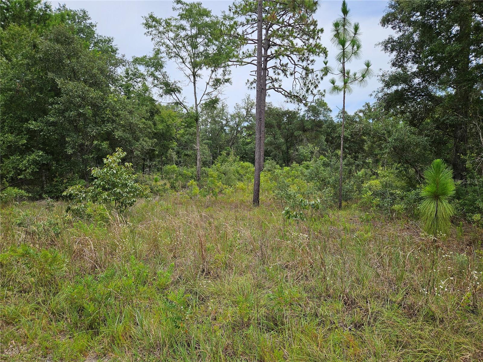 WILLISTON HIGHLANDS GOLF & COUNTRY CLUB ESTATES BUILDING LOTS! Nestled just a few miles south of charming Williston, Florida, this .23-acre parcel offers the perfect balance of rural serenity and easy access to town conveniences. Surrounded by the natural beauty of Levy County, this lot provides a peaceful canvas for your dream retreat, weekend getaway, or savvy land investment. Location Perks: Quick access to US-27/US-41 makes commuting a breeze. A short drive to Cedar Key, Ocala, and Gainesville, offering dining, shopping, and recreation. Near state parks, trails, and renowned freshwater springs—ideal for outdoor enthusiasts and nature lovers. Property Highlights: Lightly wooded with native Florida foliage—provides both beauty and privacy. No HOA and flexible zoning in the area allowing mobile, modular, or site-built homes. Enjoy the peaceful, low-traffic setting while staying connected to modern amenities. Utilities nearby with power poles just down the road; well and septic will be needed. Whether you’re planning to build now or hold for the future, this lot puts you in the heart of North Central Florida’s growing real estate corridor—all while keeping that wide-open, back-to-nature feeling. Adjacent lot also available from the same owner.