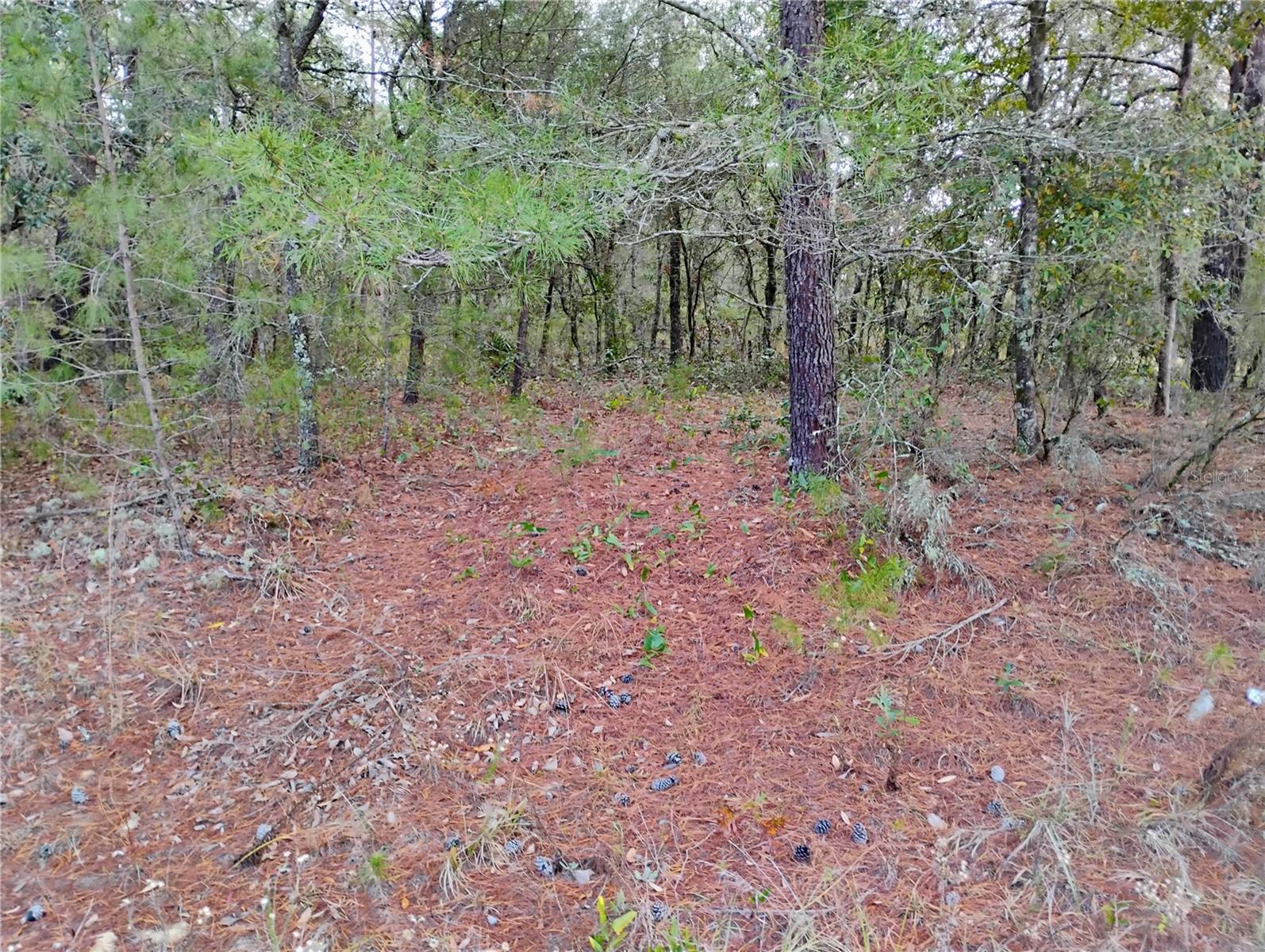 Nice Buildable lot Not in Wetlands, please check with county on what usage is allowed, single family and mobile homes are in the area, has access close by to power pole, needs well and septic, owner financing with 50% down, growing area act now before it' to late..