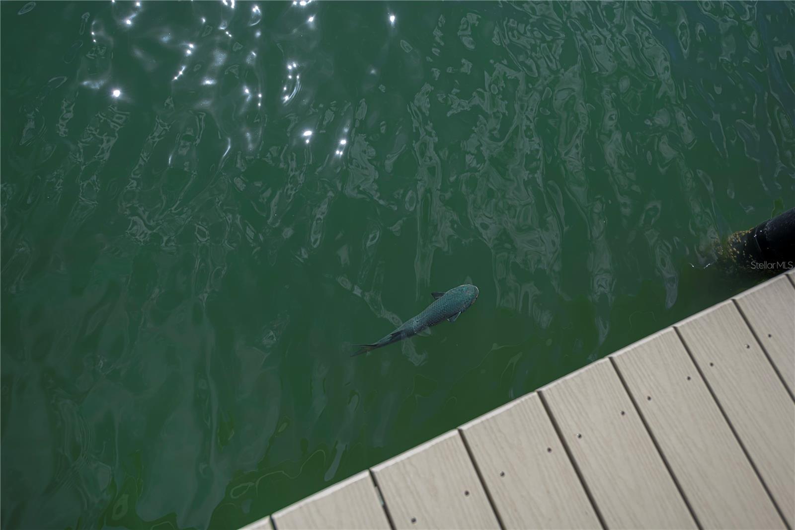 TARPON CENTER VILLAS - Residential