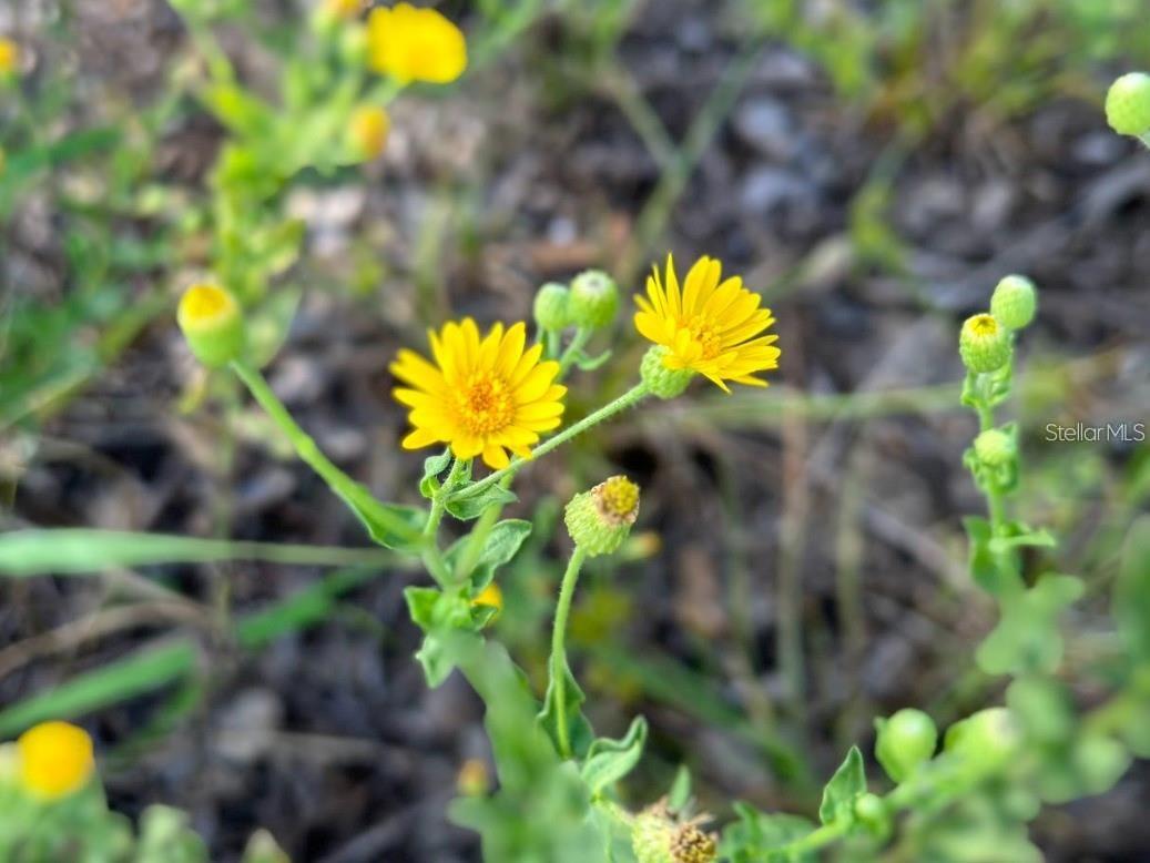 GREAT BLUE HERON ESTATES - Land