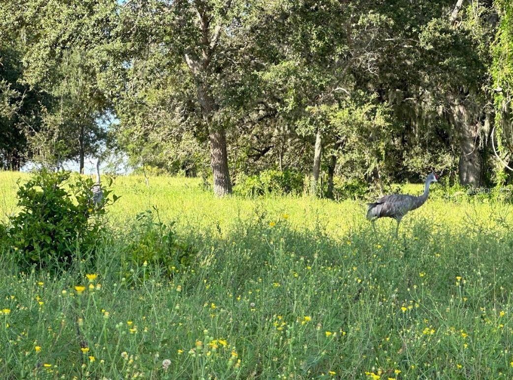 GREAT BLUE HERON ESTATES - Land