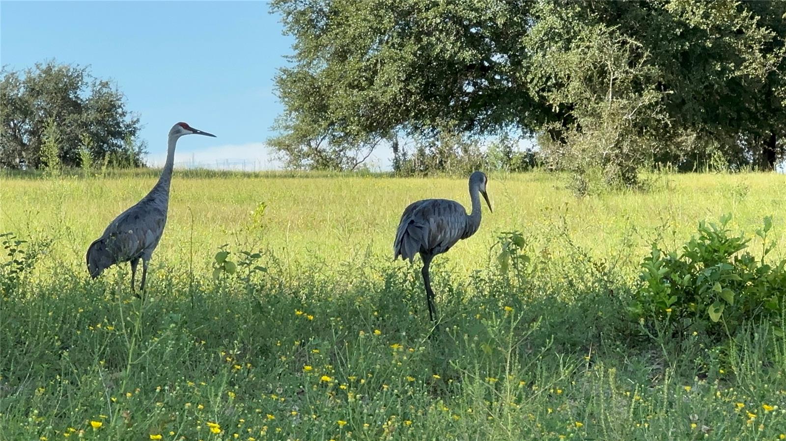 GREAT BLUE HERON ESTATES - Land