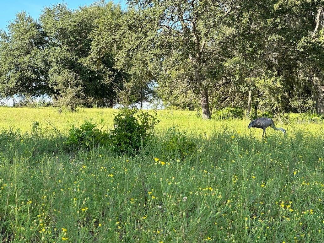 GREAT BLUE HERON ESTATES - Land