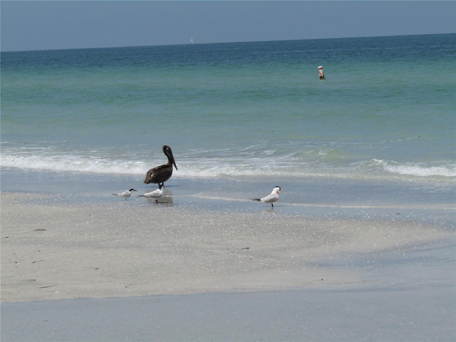 SAND KEY CONDO-BAYSIDE GARDENS II - Residential