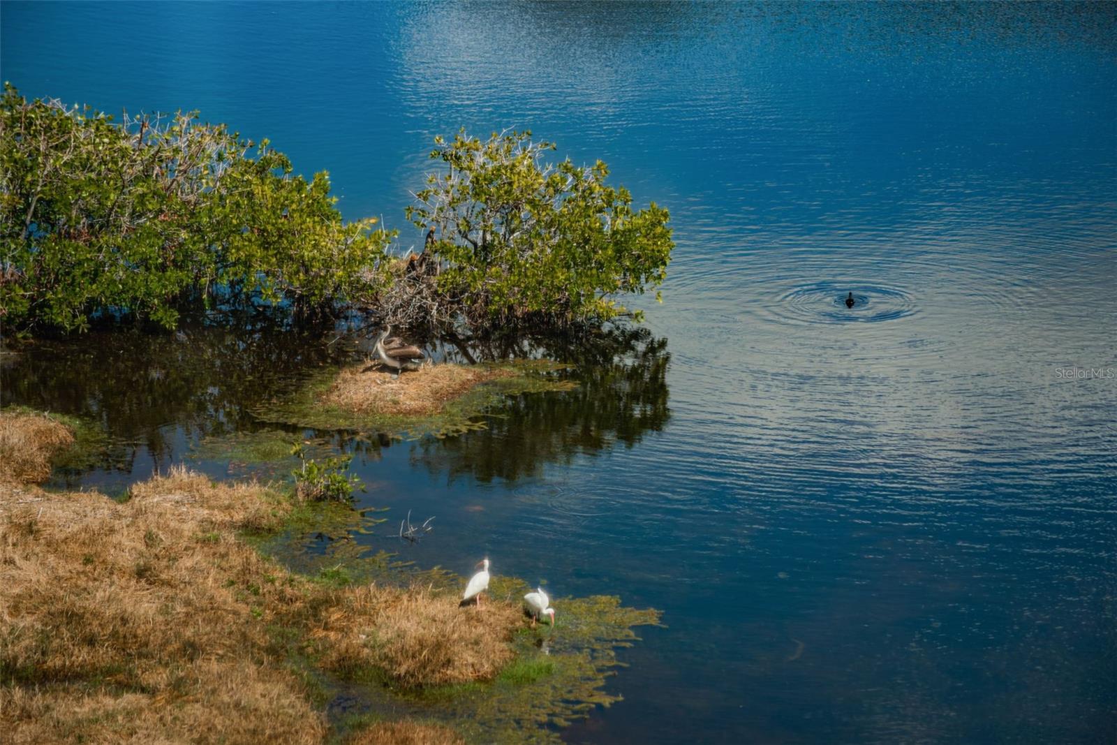 6315 SHORELINE DRIVE 3305