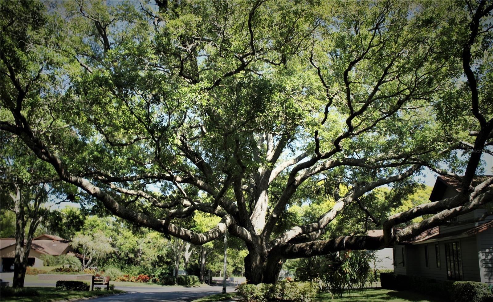 WOODBRIDGE CONDO - Residential