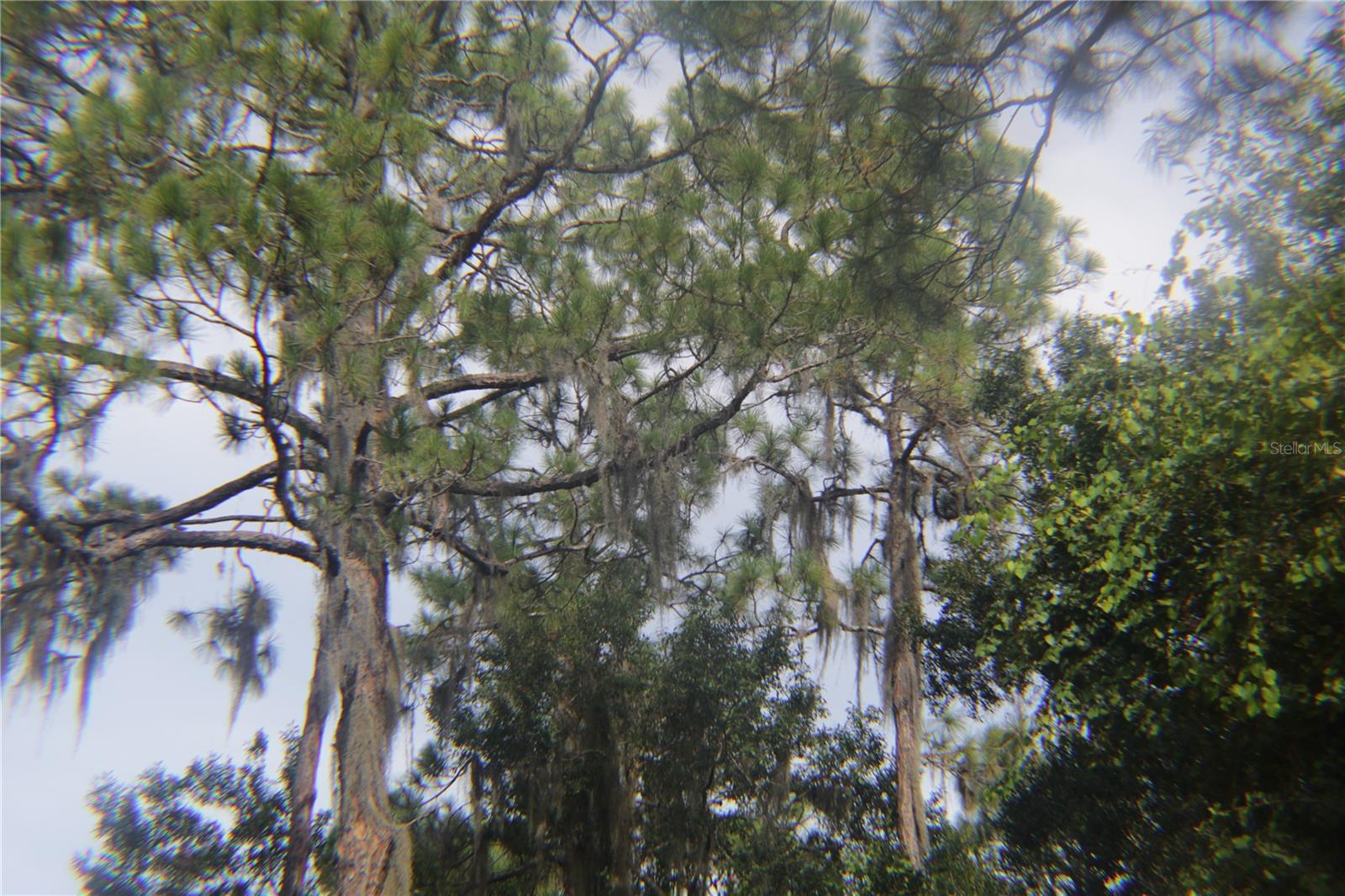 SOUTH SHORE OAKS REP - Land