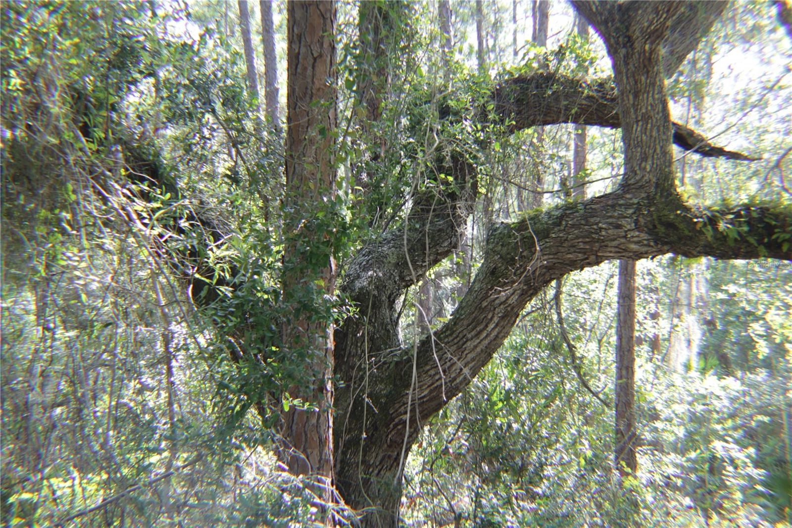SOUTH SHORE OAKS REP - Land