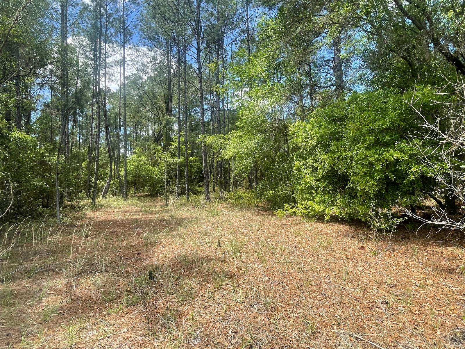 SILVER SPRINGS SHORES - Land