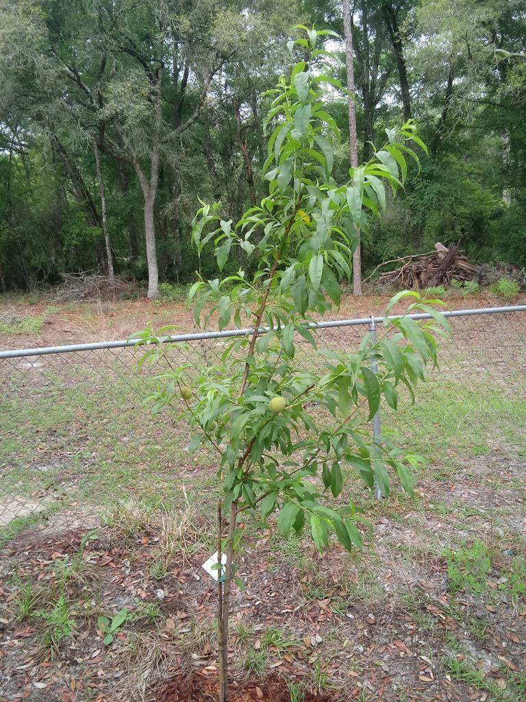 NOT IN SUBDIVISION - Residential