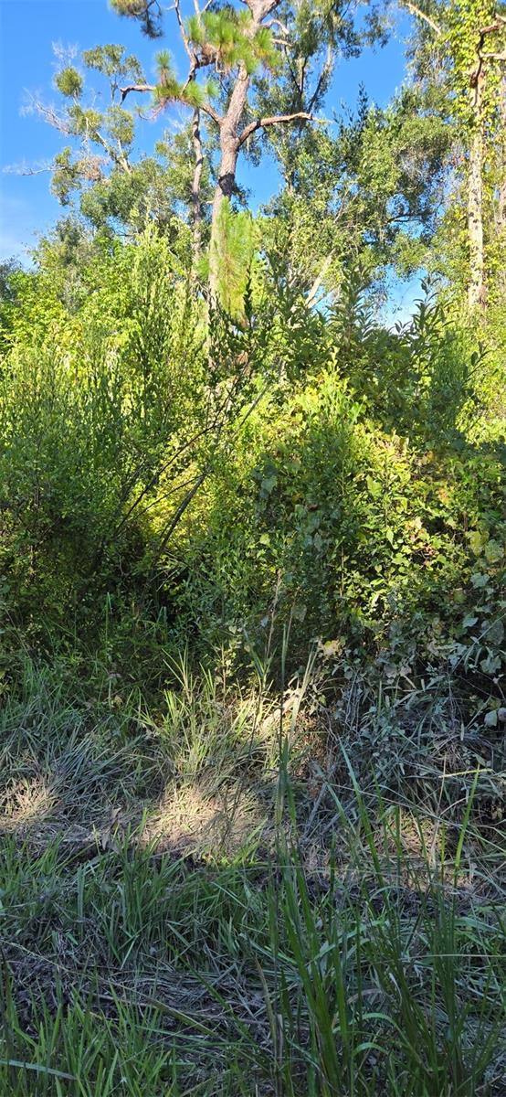 This lot offers an excellent opportunity to build your dream home, a weekend retreat, or an investment property. The neighborhood has a blend of rural charm and convenient access to shopping, dining, and major highways for an easy commute to Tampa, Clearwater, and surrounding areas. Residents enjoy proximity to Moon Lake Park, where you can relax by the water, go fishing, or enjoy picnics in a scenic setting. With no HOA and affordable property taxes, this lot gives you the flexibility to create the lifestyle you want.
