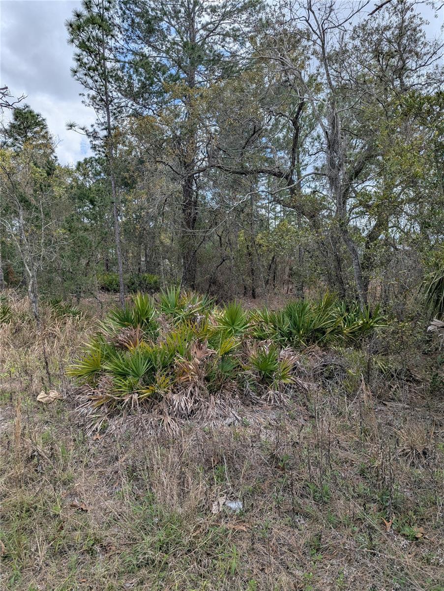 ROYAL HIGHLANDS - Land