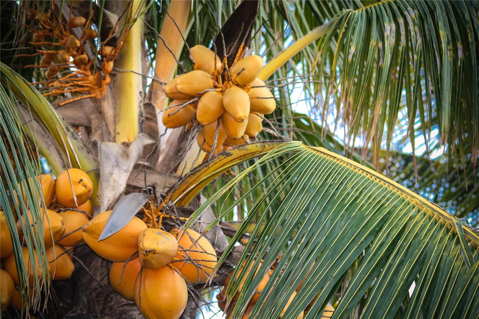 PROMENADE PARKE - Residential