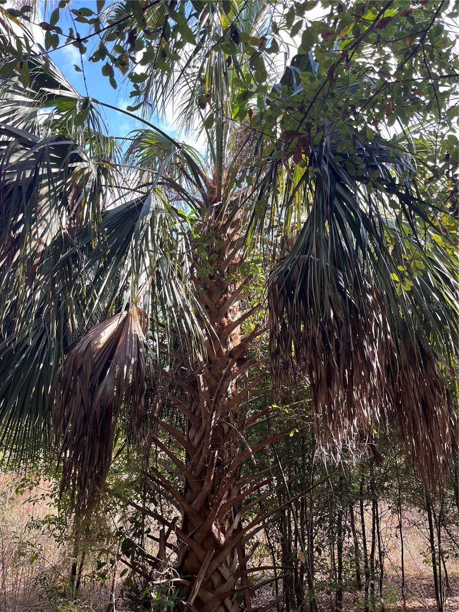 SUNSET ACRES UNREC SUB - Land