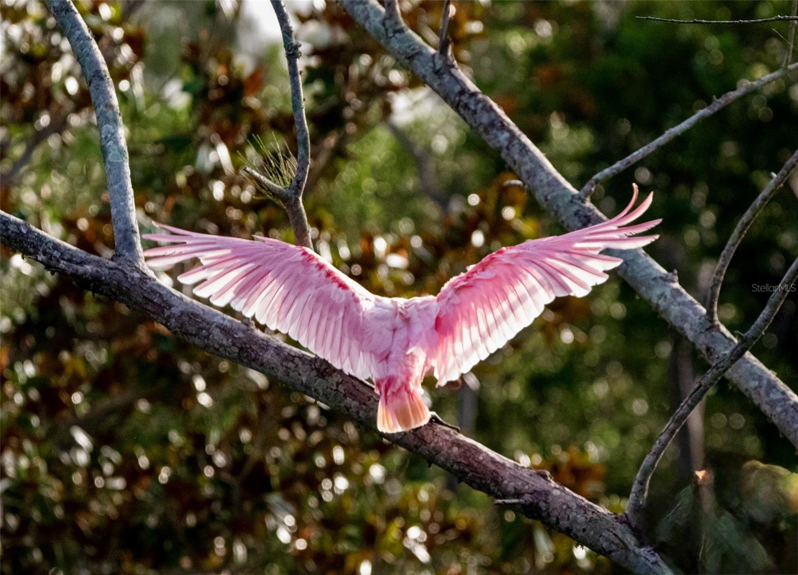 MOUNT VERNON PH 2 - Residential