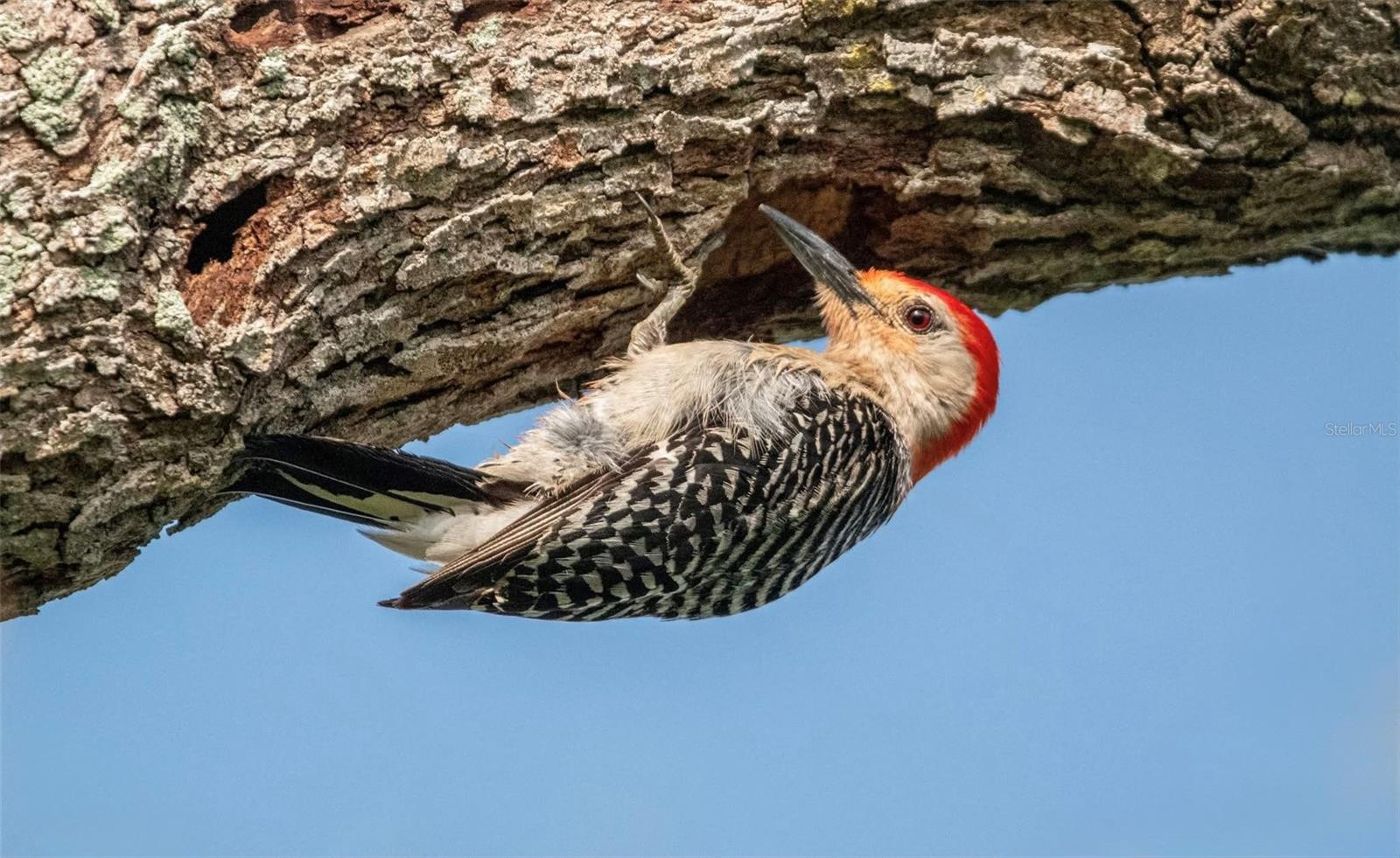 MOUNT VERNON PH 2 - Residential