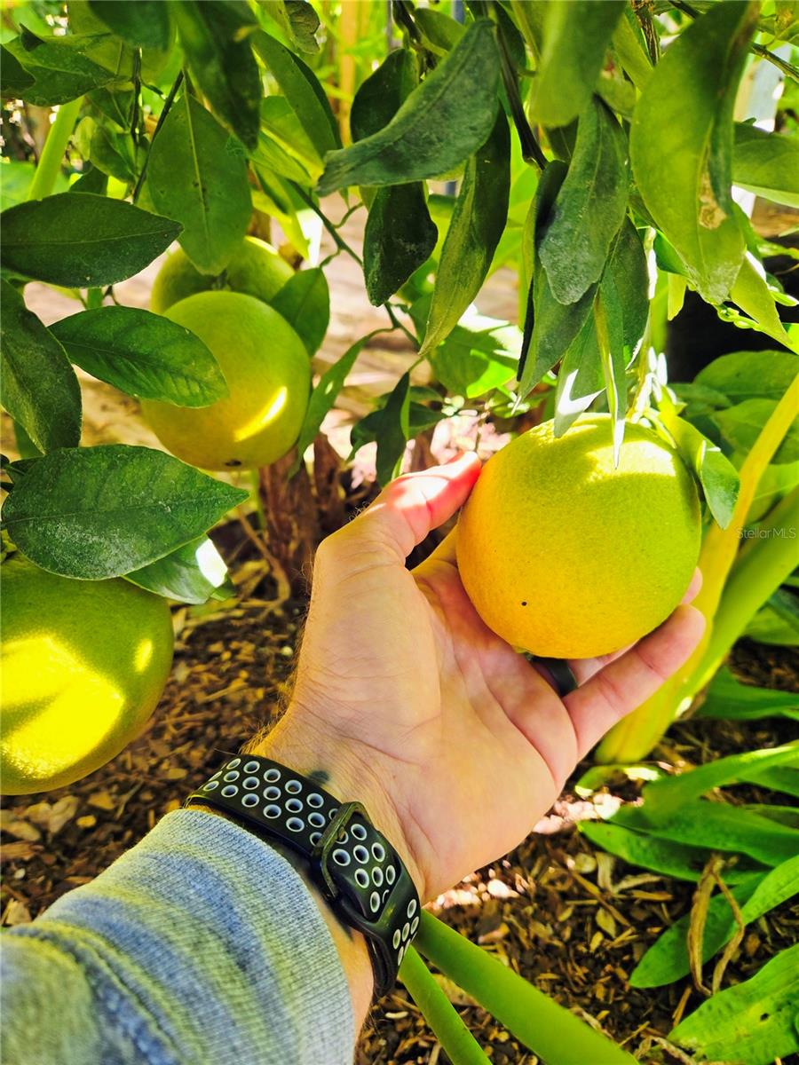 OCALA OAKS 02 - Residential