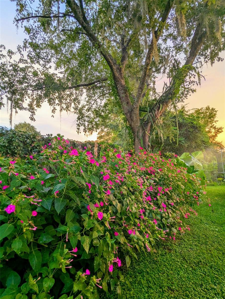 OCALA OAKS 02 - Residential