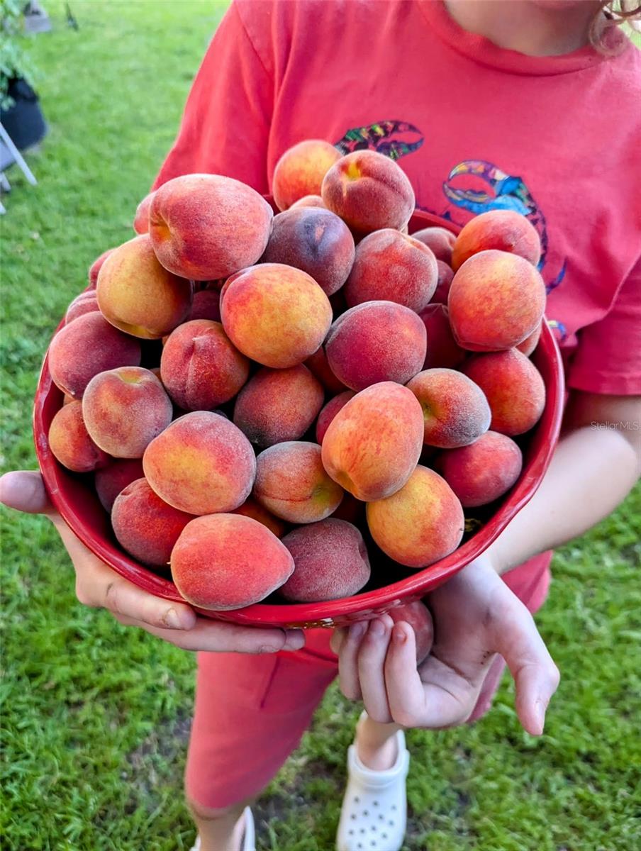 OCALA OAKS 02 - Residential