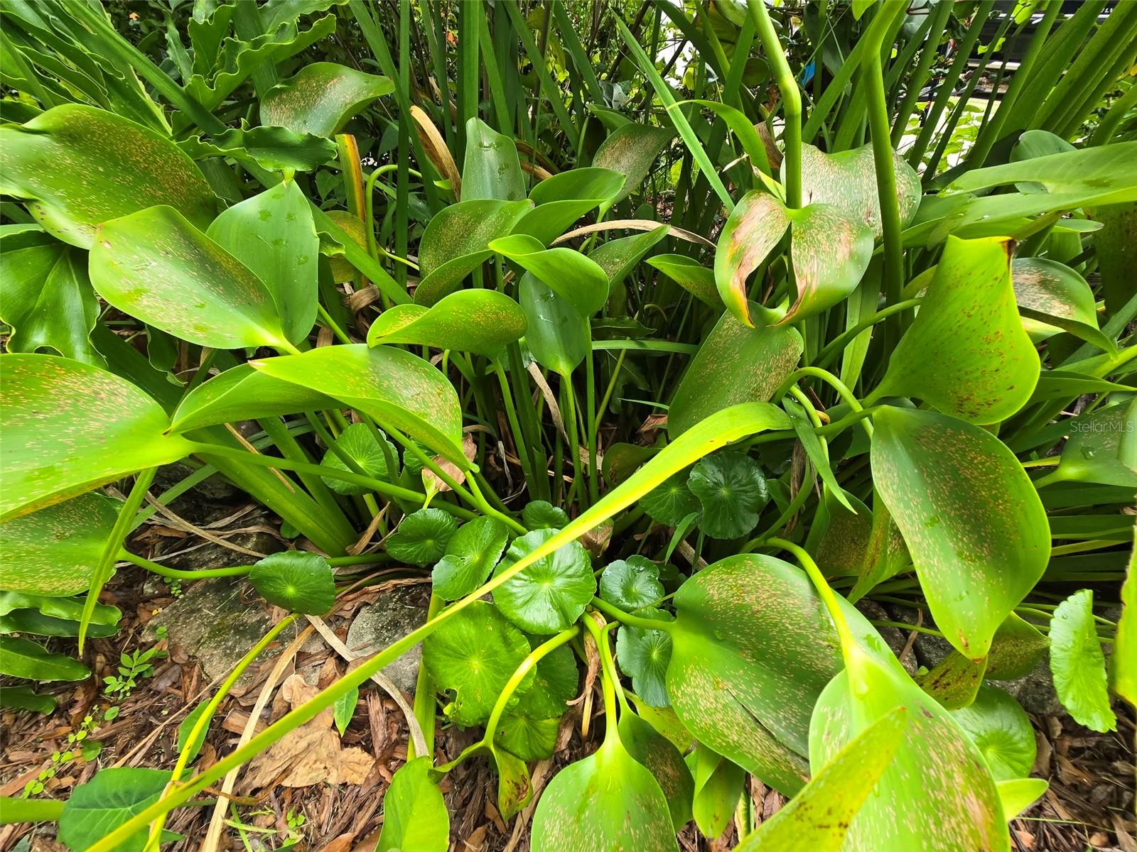 OCALA OAKS 02 - Residential