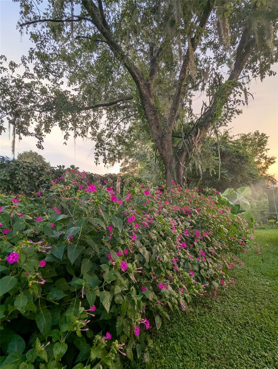 OCALA OAKS 02 - Residential