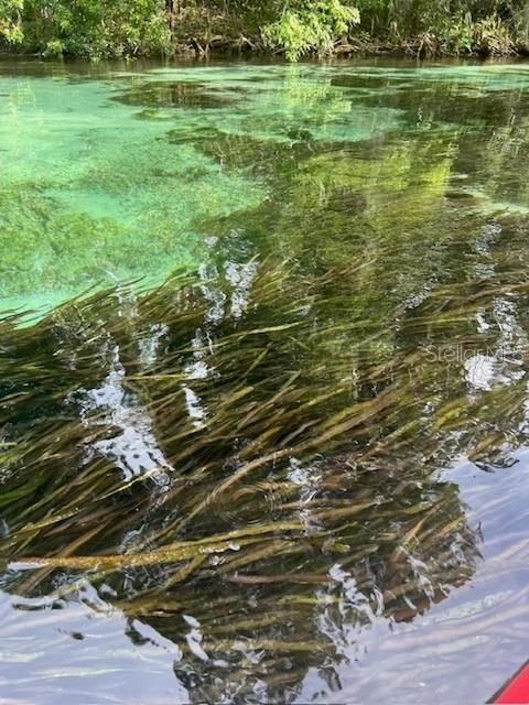 A home in WEEKI WACHEE