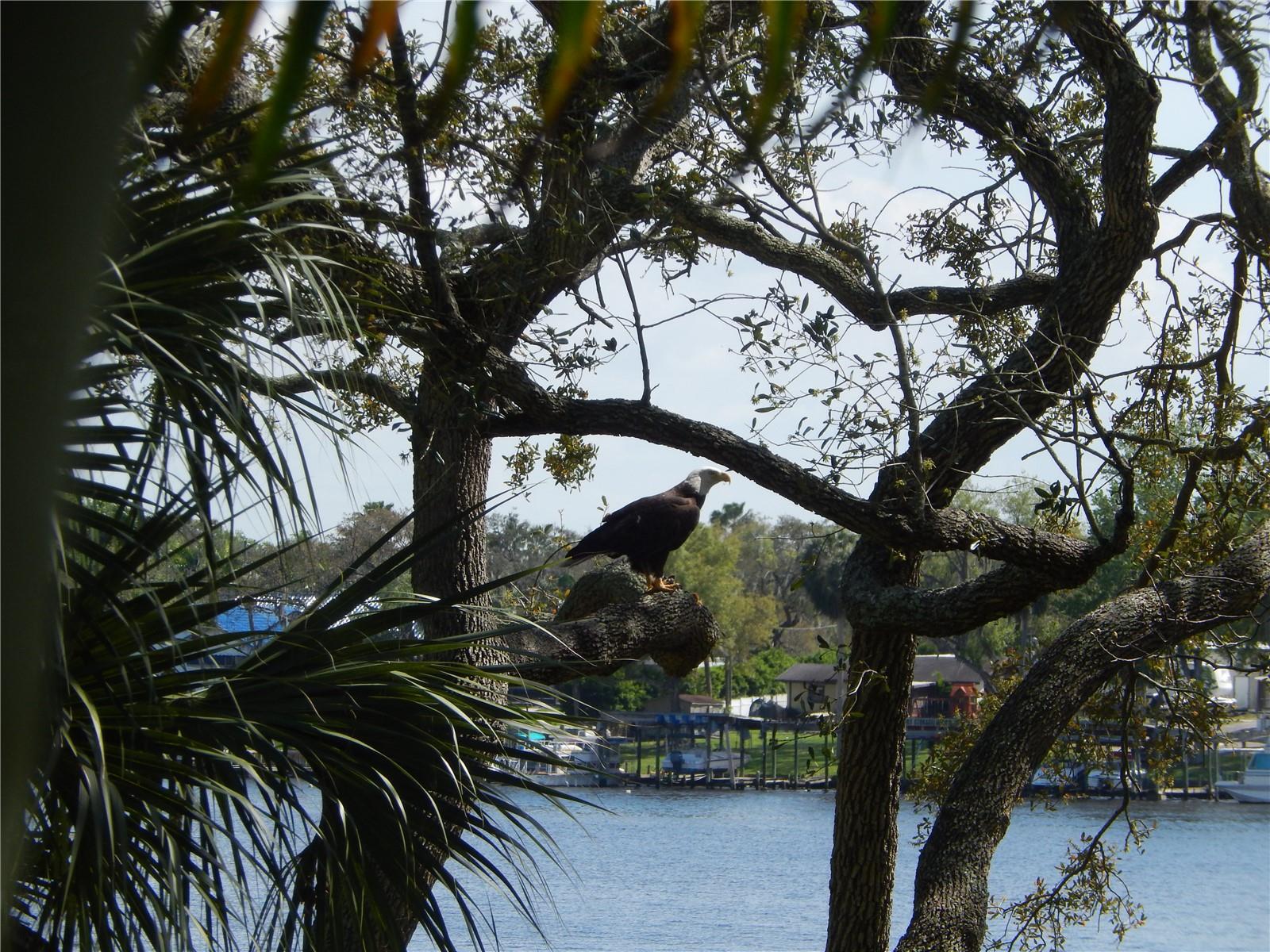 EAGLE WATCH - Residential