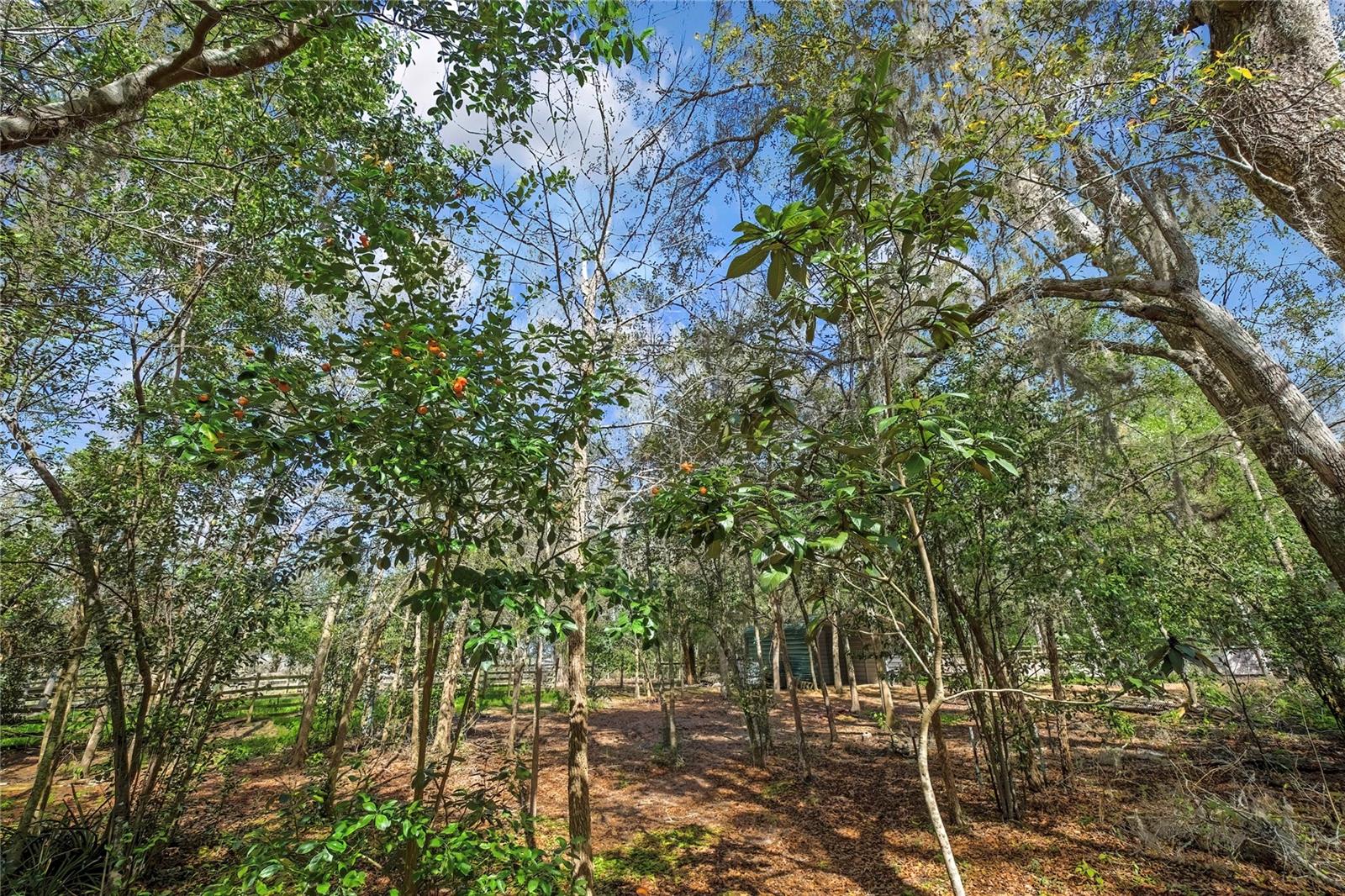 AC US 19 E TO C98 (AC02) - Residential