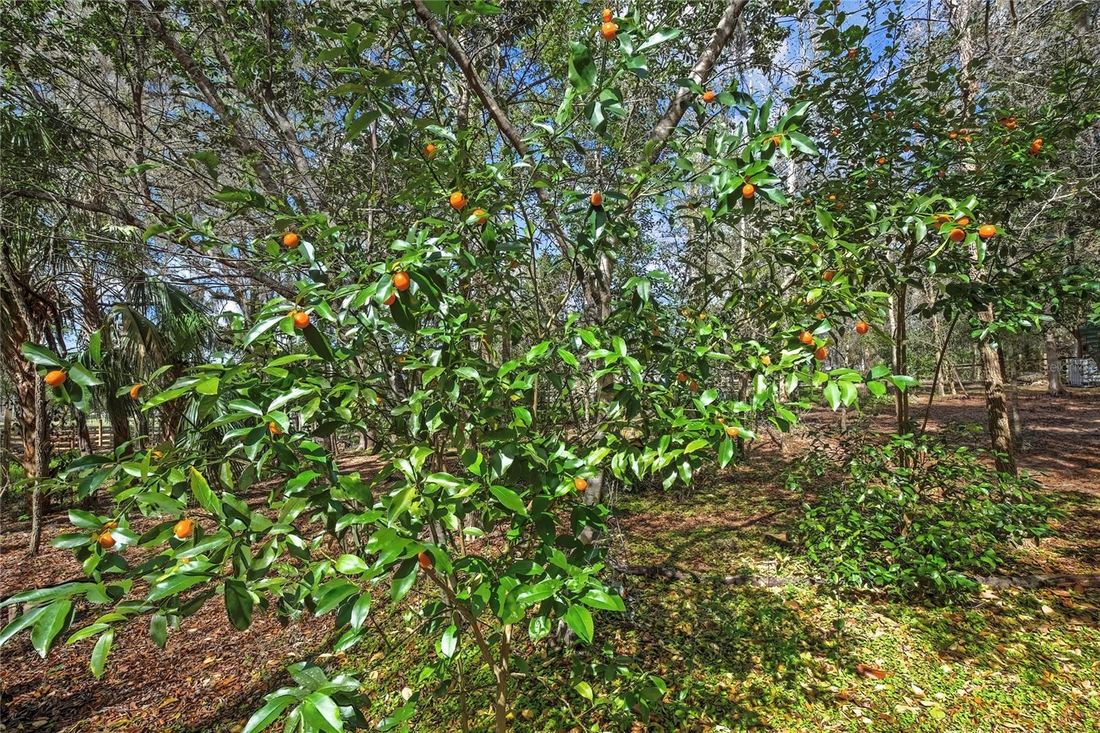 AC US 19 E TO C98 (AC02) - Residential