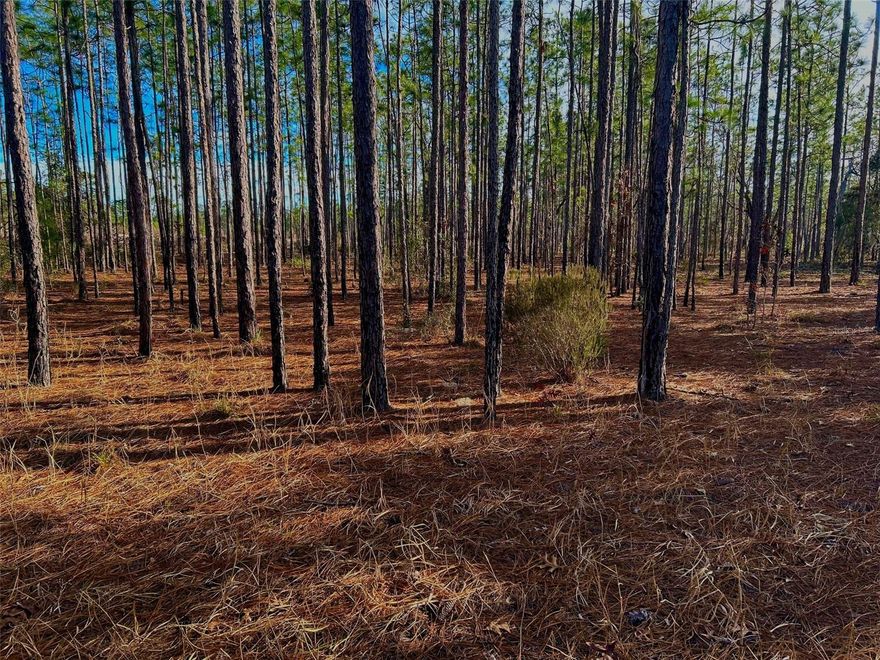 5 aces high and dry, private and secluded. Land is zoned Ag will be great for creating your ideal charming small farm. The property is centrally located between Gainesville and Palatka. Locally just minutes to Historic Melrose Florida. Melrose is a desirable small town with plenty of activities such as, live music, restaurants, art walks, family friendly parks including Lake Santa Fe. The Lake is 6000 acres, fully recreational with 4 easy launch boat ramps year round. Take a drive though Melrose,  then check out Historic Hawthorne and Interlachen as well amazing little towns with plenty to see and do.