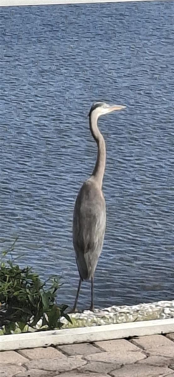 LAKE SUZY ESTATES - Residential