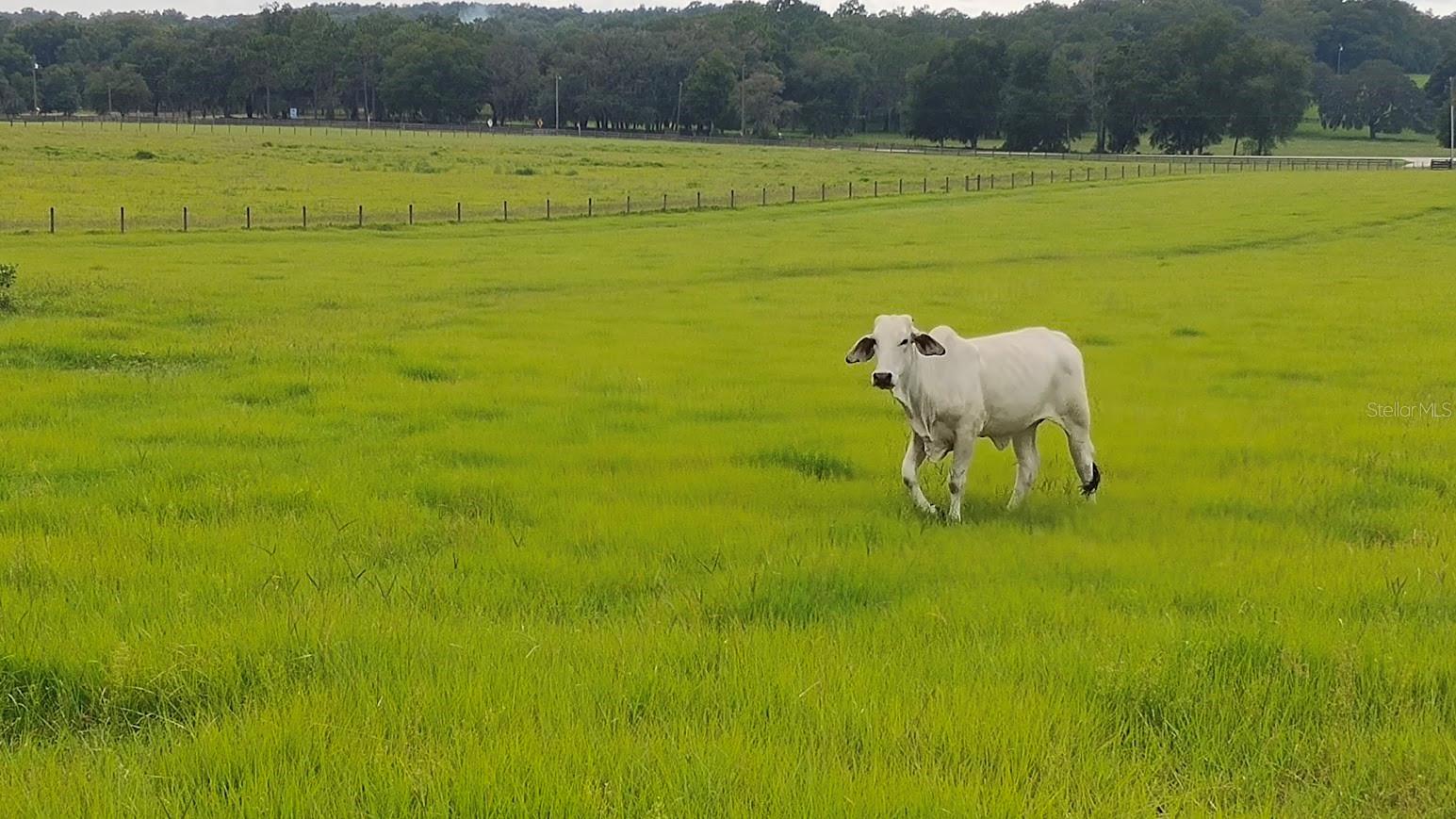 8385 S PLEASANT GROVE ROAD