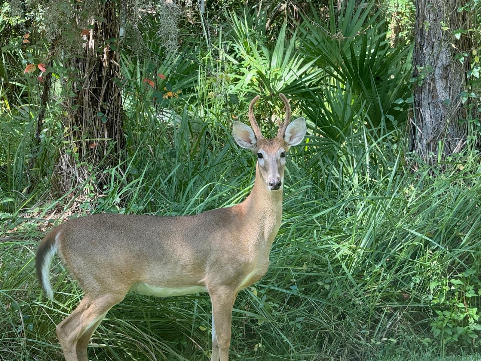 STONE RIDGE AT HIGHWOODS PRESERVE - Residential