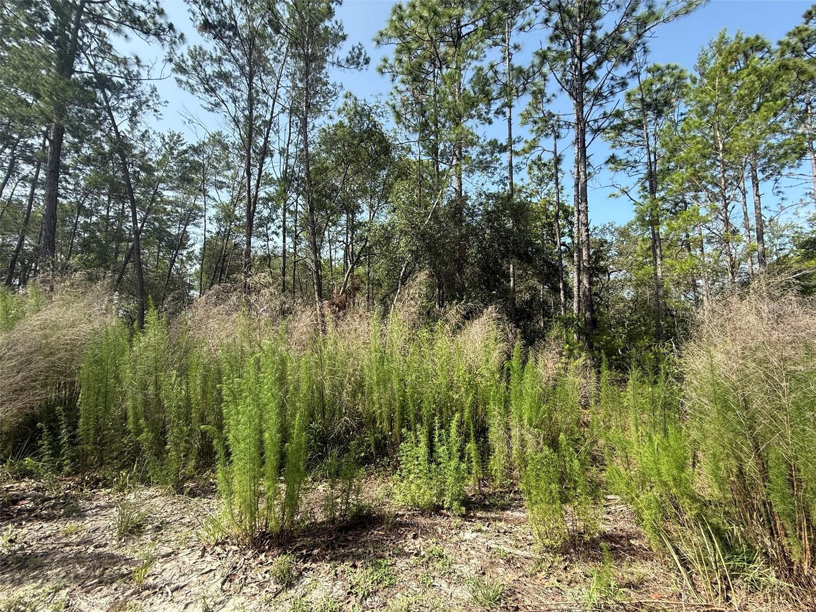 ST JOHNS RIVERSIDE ESTATES - Land