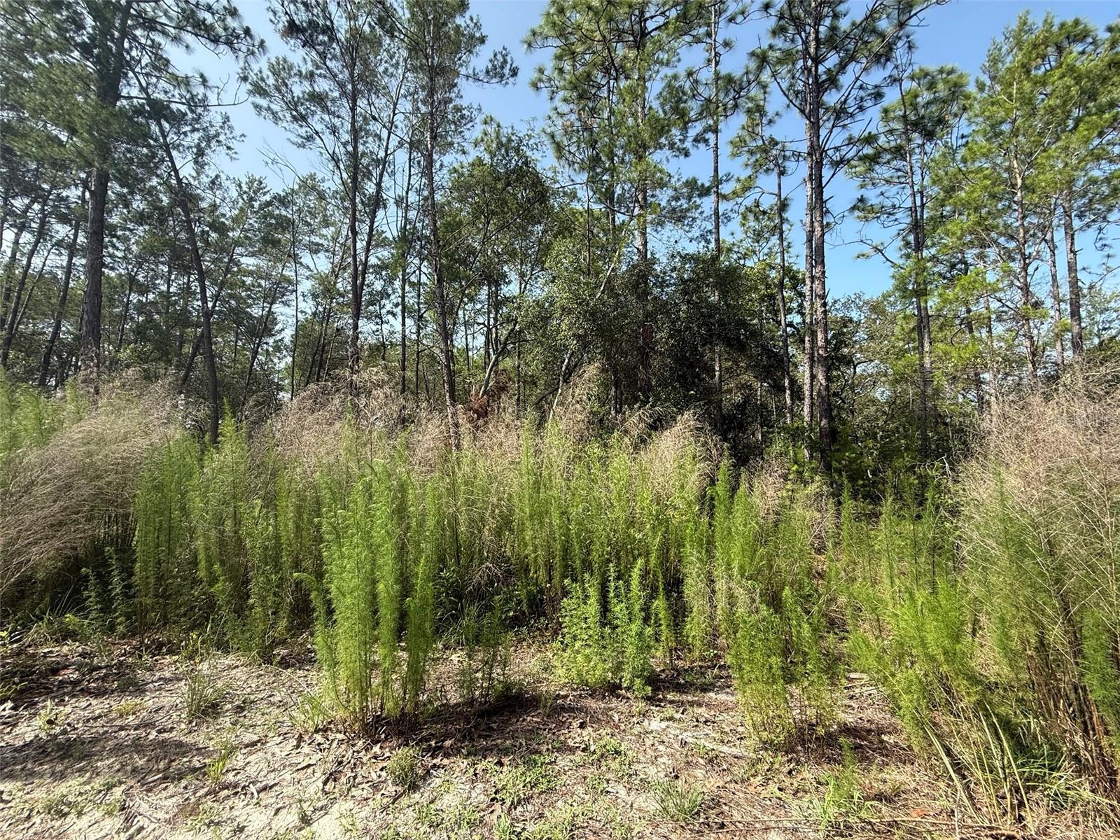 ST JOHNS RIVERSIDE ESTATES - Land