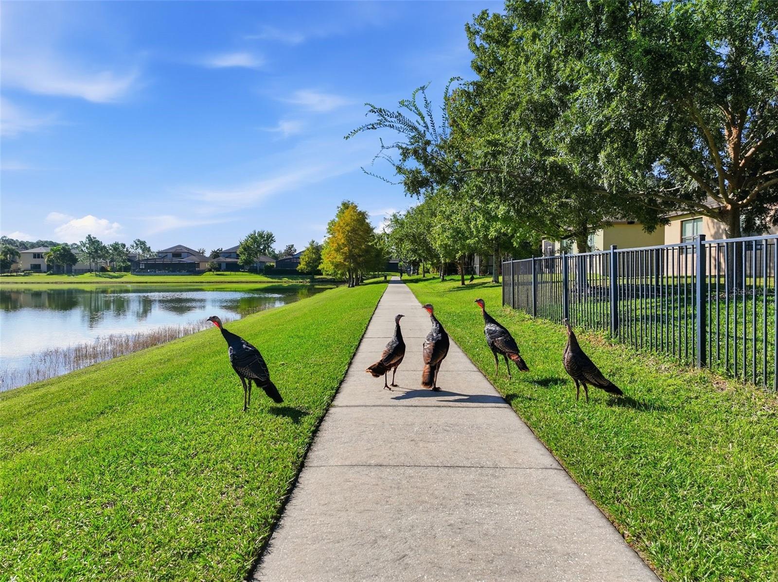 WINDERMERE TERRACE - Residential